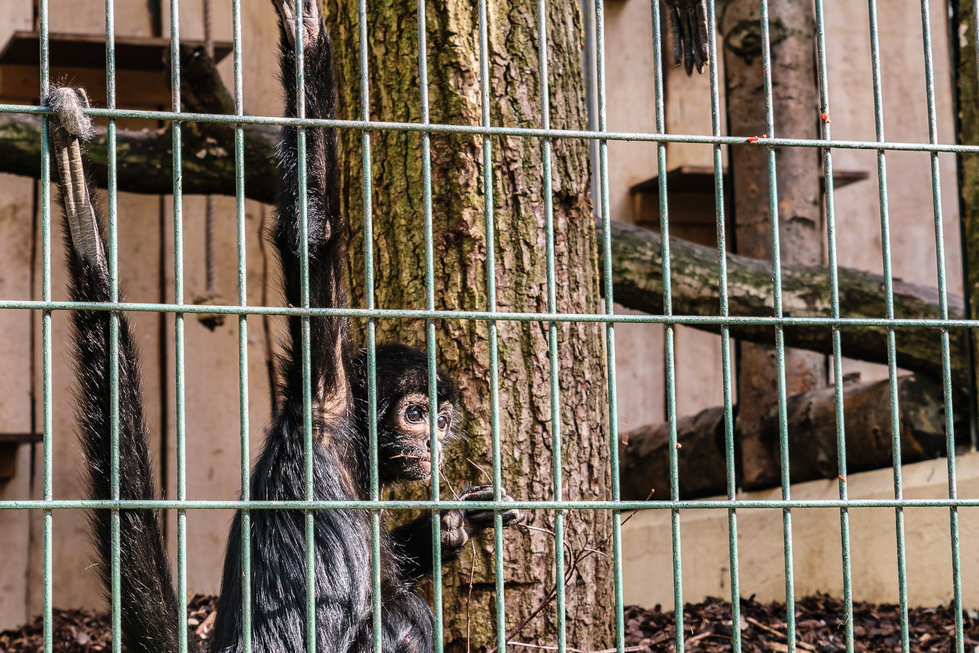 Ein Affe im Wuppertaler Zoo