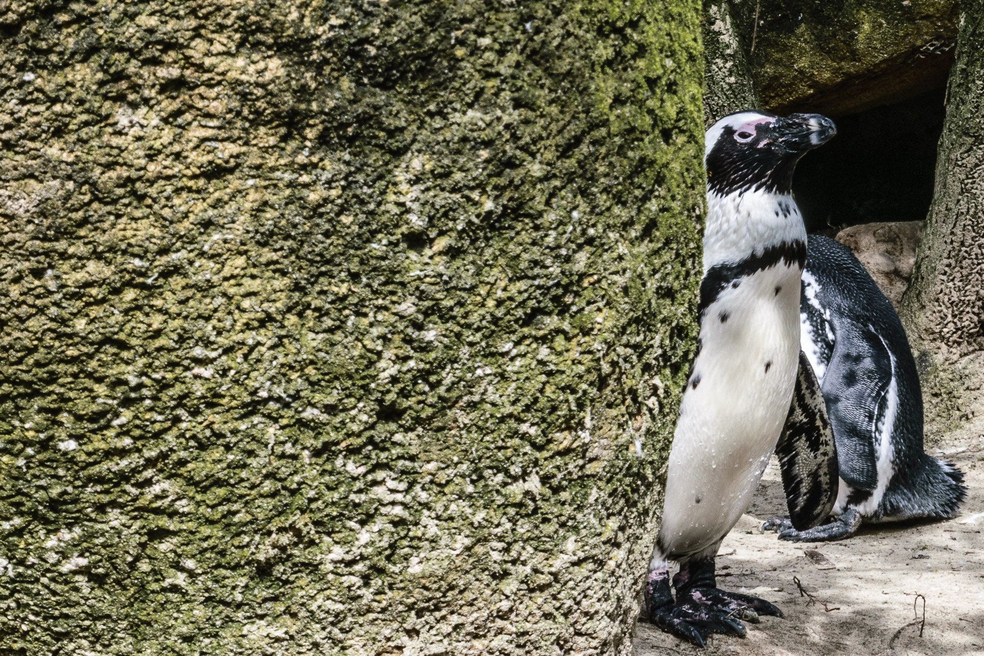 Pinguine im Wuppertaler Zoo