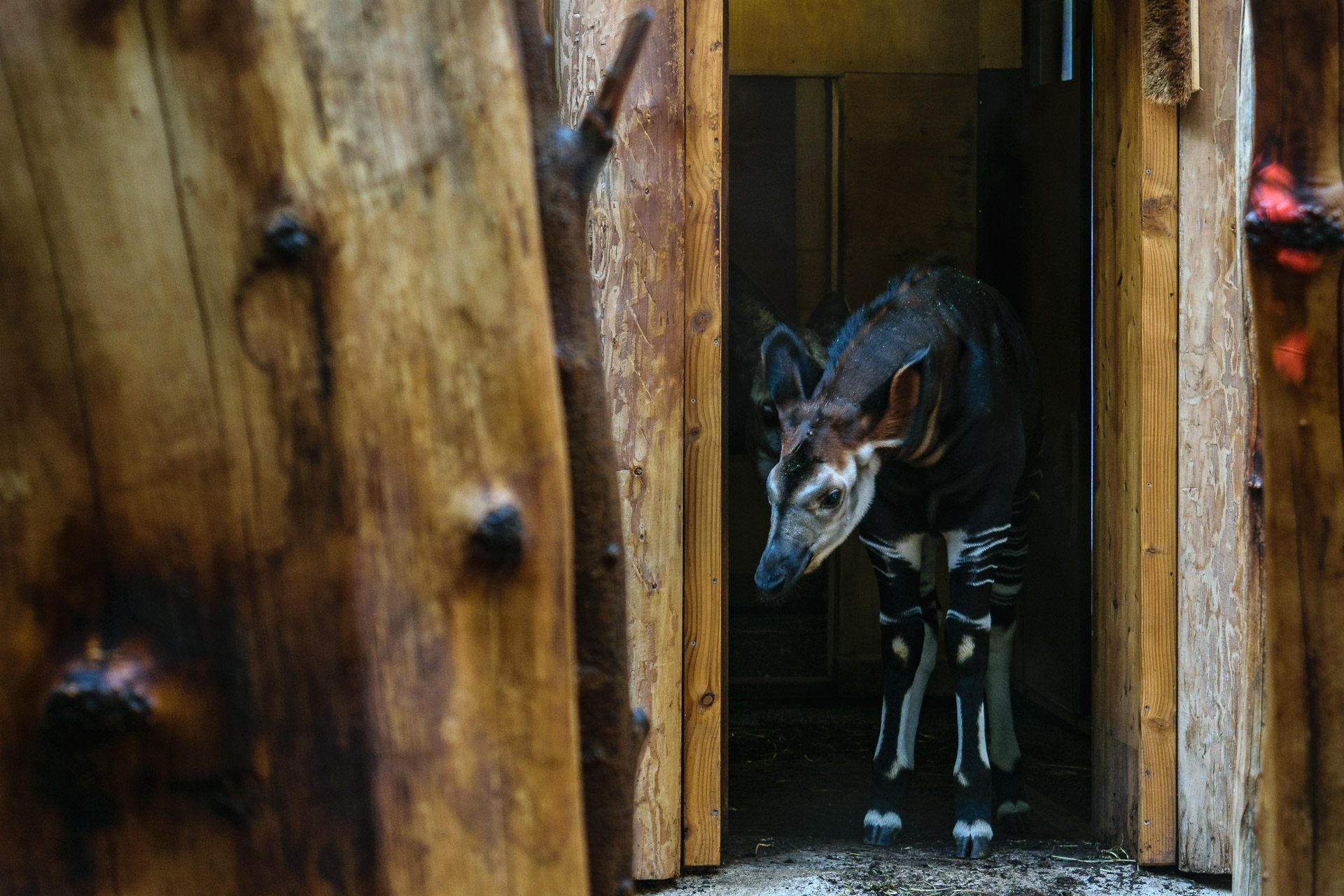 Ein recht junges Okapi